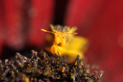 Ambush Bug 2