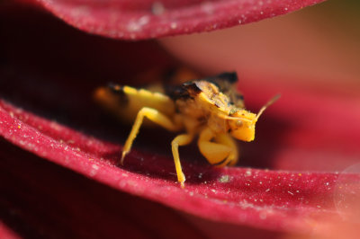 Ambush Bug