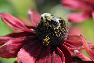 Ambush Bug and Bombus impatiens Bee