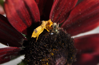 DSC_6516s.jpg