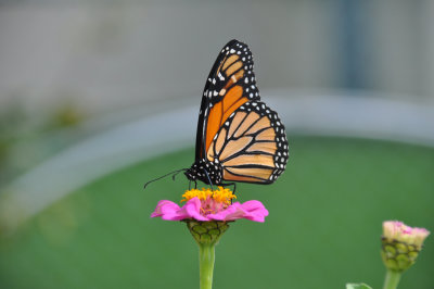 Monarch Butterflies