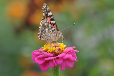 Painted Lady