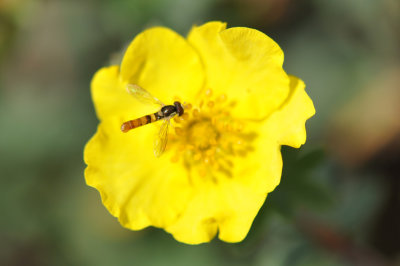 Sphaerophoria - hoverfly 1