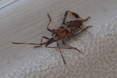 Western Conifer Seed Bug 1