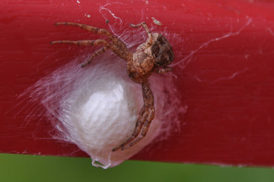 Spiders