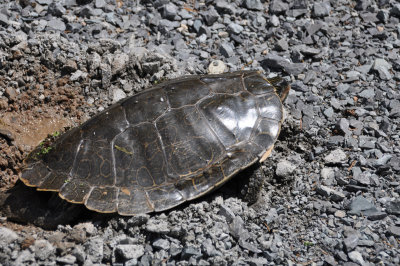Northern Map Turtle 1