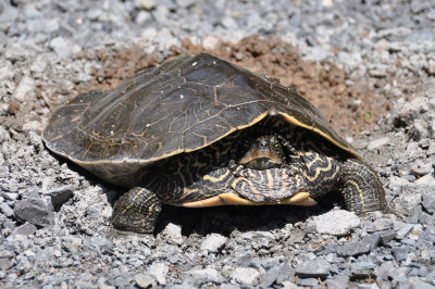 Northern Map Turtle 2