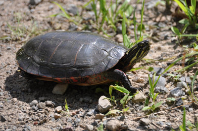 Turtles