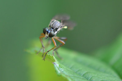 Robber Fly