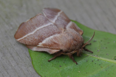 Eastern Tent Caterpillar moth 3