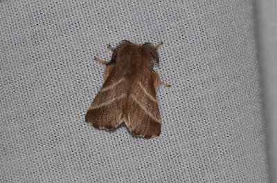 Moths