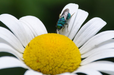 Wasps