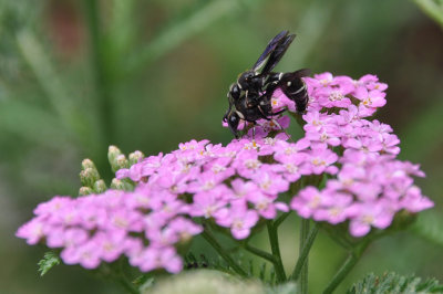 Potter Wasps