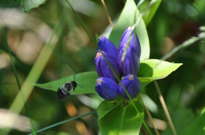 DSC_4536bee.jpg
