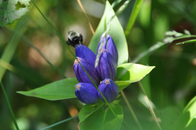 DSC_4541bee.jpg