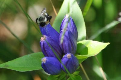 DSC_4545bee.jpg