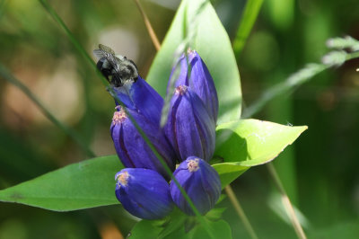 DSC_4557bee.jpg