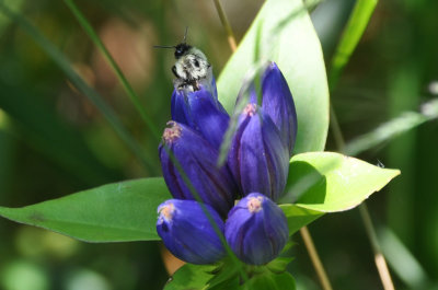 Bumble Bee in Bottle Gentian Flower