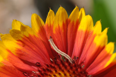 Caterpillers