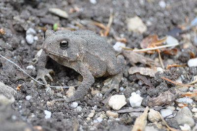 Frogs and Toads
