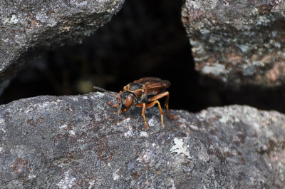 Paper Wasps