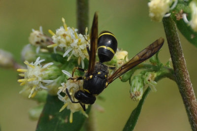 Potter Wasps