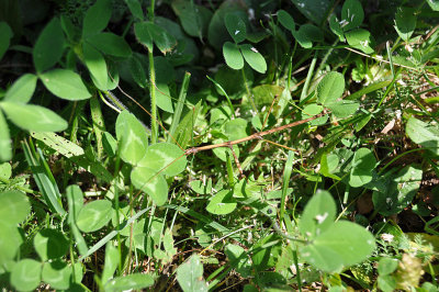 Insects: Butterflies etc.