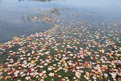 Leaves on lake