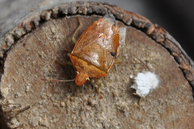 Stink Bugs
