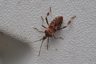 Bugs