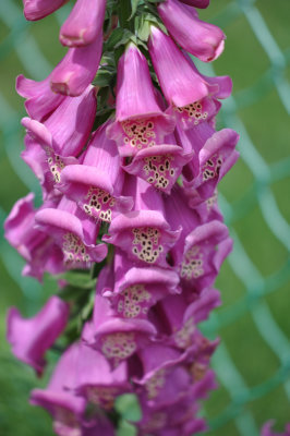Foxglove