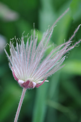 Wild Flowers