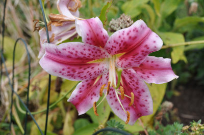 Stargazer Oriental Lily