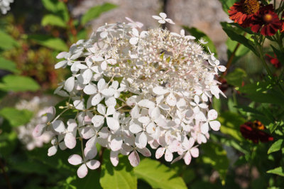 Hydrangeas