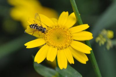 Eupeodes luniger - hoverfly