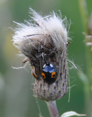 Harlequin Multicolored Asian Ladybug