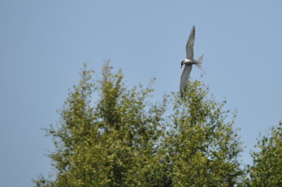 Shorebirds and Waders