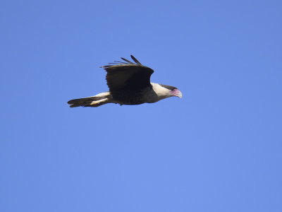 crested caracara BRD2337.JPG