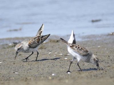 western sandpiper BRD2725.JPG