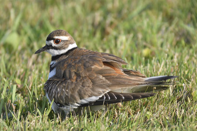 killdeer BRD2840.JPG