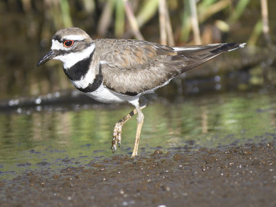 killdeer BRD3014.JPG