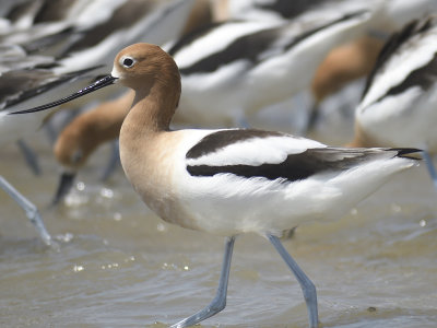 american avocet BRD3145.JPG