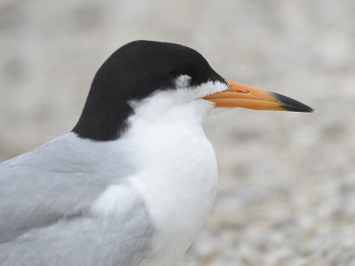 forster's tern BRD3325.JPG