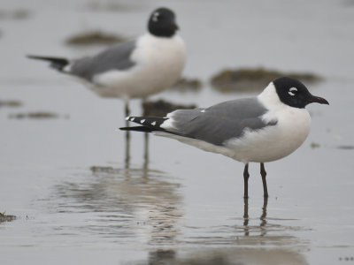 franklin's gull BRD3374.JPG