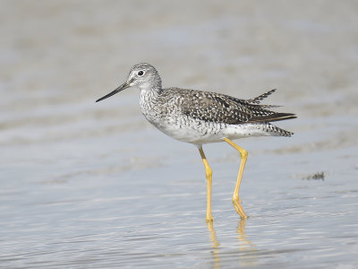 greater yellowlegs BRD4364.JPG