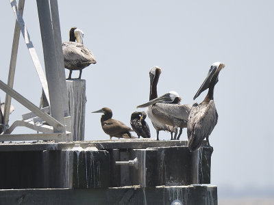 brown booby BRD4814.JPG