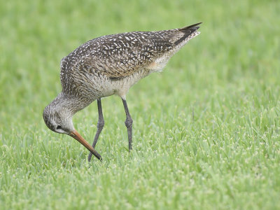 marbled godwit BRD4897.JPG