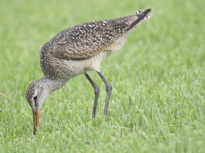 marbled godwit BRD4904.JPG