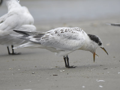 sandwich tern BRD5007.JPG