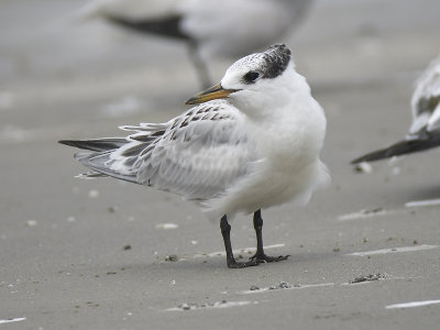 sandwich tern BRD5014.JPG